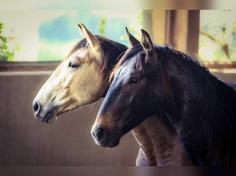 Lusitano Stallion 3 years 16 hh Smoky-Black in Bogen
