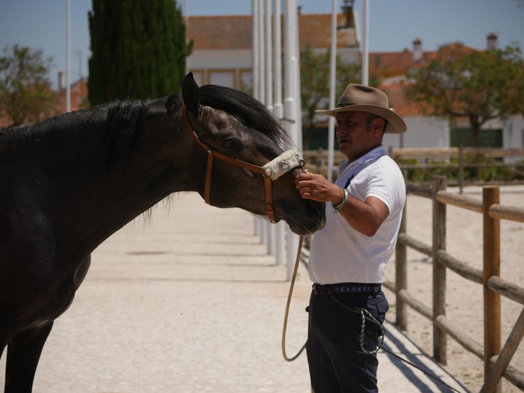 Lusitano Stallion 3 years 16,1 hh Gray-Dark-Tan in Golega