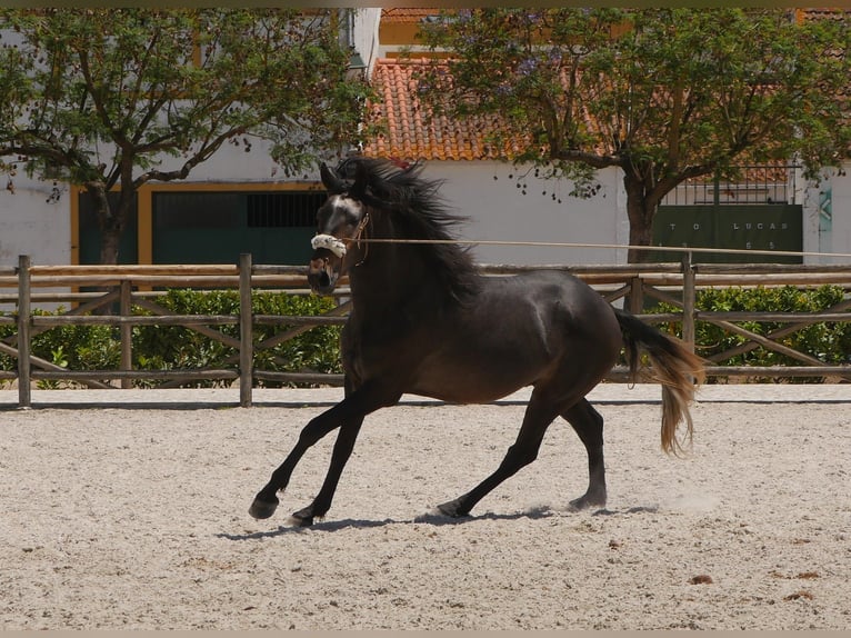 Lusitano Stallion 3 years 16,1 hh Gray-Dark-Tan in Golega