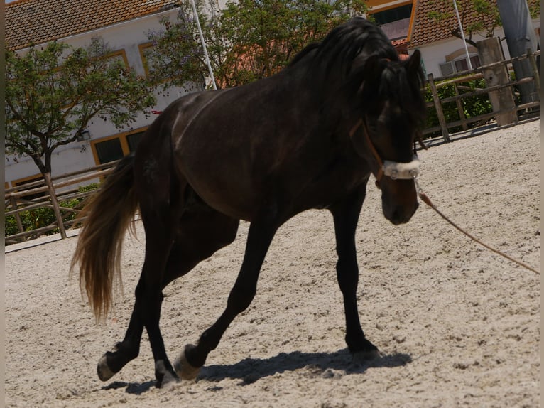 Lusitano Stallion 3 years 16,1 hh Gray-Dark-Tan in Golega