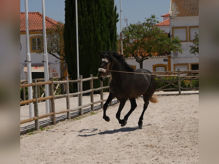 Lusitano Stallion 3 years 16,1 hh Gray-Dark-Tan in Golega