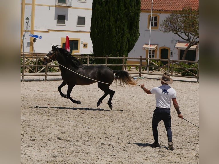 Lusitano Stallion 3 years 16,1 hh Gray-Dark-Tan in Golega
