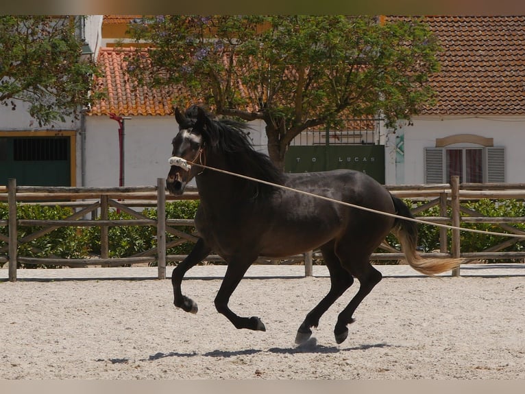 Lusitano Stallion 3 years 16,1 hh Gray-Dark-Tan in Golega