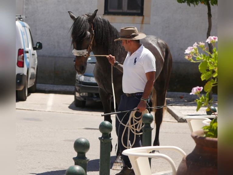 Lusitano Stallion 3 years 16,1 hh Gray-Dark-Tan in Golega