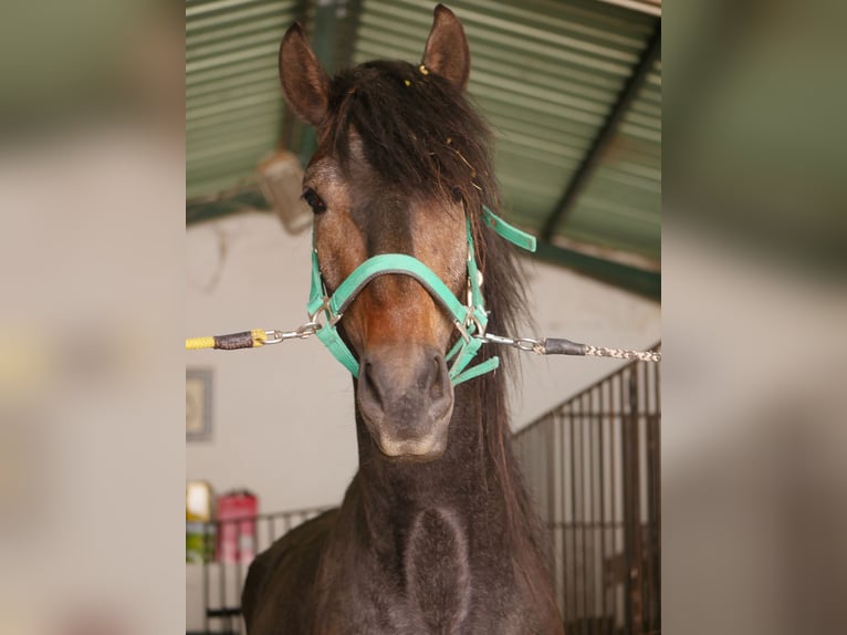 Lusitano Stallion 3 years 16,1 hh Gray-Dark-Tan in Golega