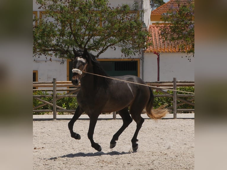 Lusitano Stallion 3 years 16,1 hh Gray-Dark-Tan in Golega