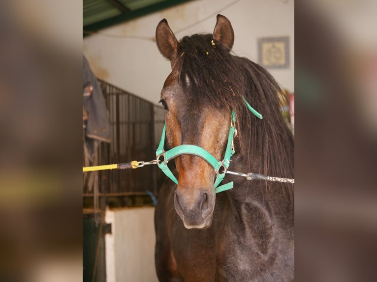 Lusitano Stallion 3 years 16,1 hh Gray-Dark-Tan in Golega
