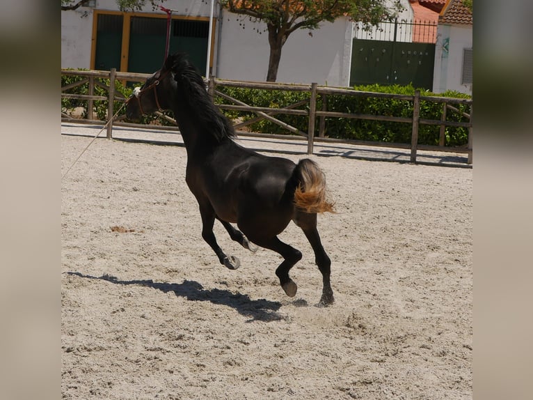 Lusitano Stallion 3 years 16,1 hh Gray-Dark-Tan in Golega