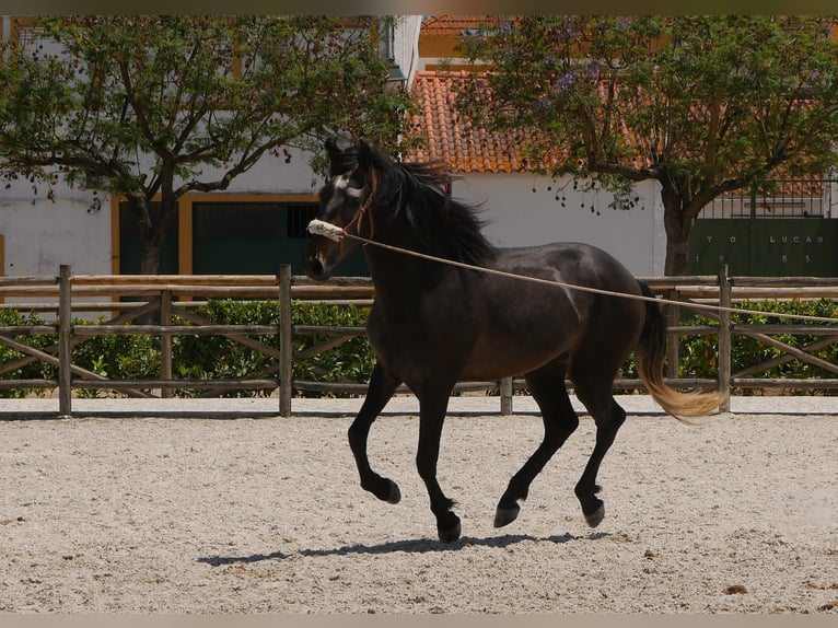 Lusitano Stallion 3 years 16,1 hh Gray-Dark-Tan in Golega