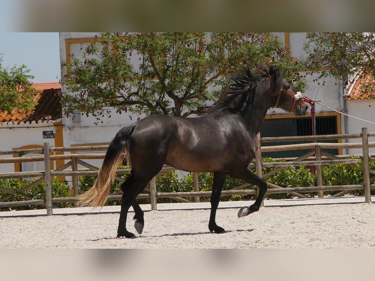 Lusitano Stallion 3 years 16,1 hh Gray-Dark-Tan in Golega