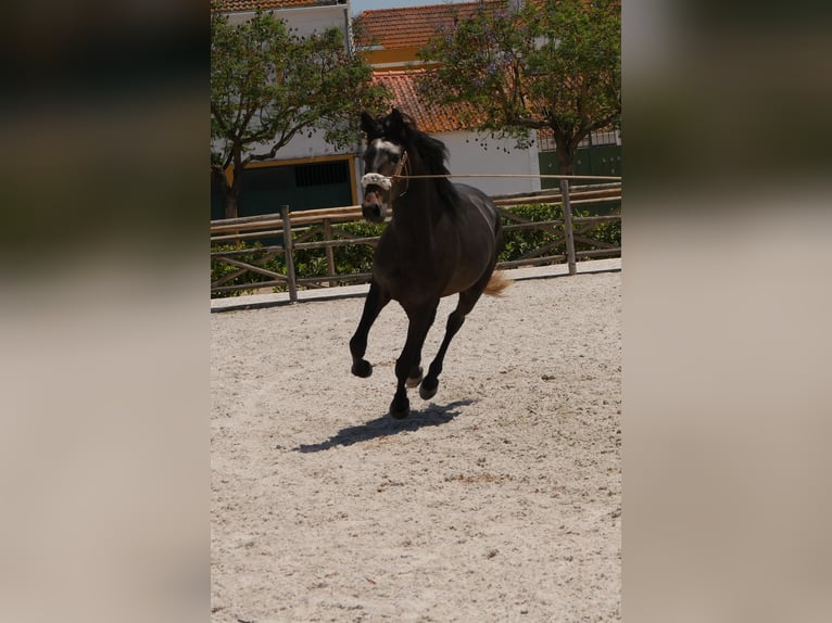 Lusitano Stallion 3 years 16,1 hh Gray-Dark-Tan in Golega