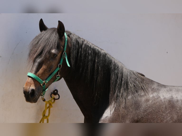Lusitano Stallion 3 years 16,1 hh Gray-Dark-Tan in Golega
