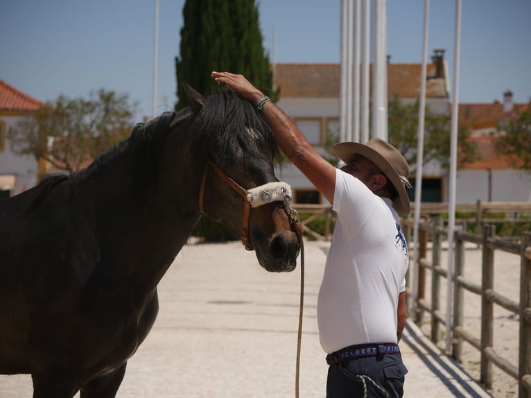 Lusitano Stallion 3 years 16,1 hh Gray-Dark-Tan in Golega