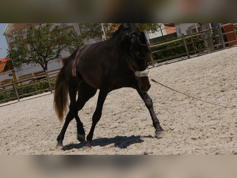 Lusitano Stallion 3 years 16,1 hh Gray-Dark-Tan in Golega