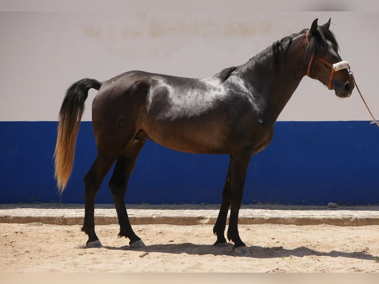 Lusitano Stallion 3 years 16,1 hh Gray-Dark-Tan in Golega