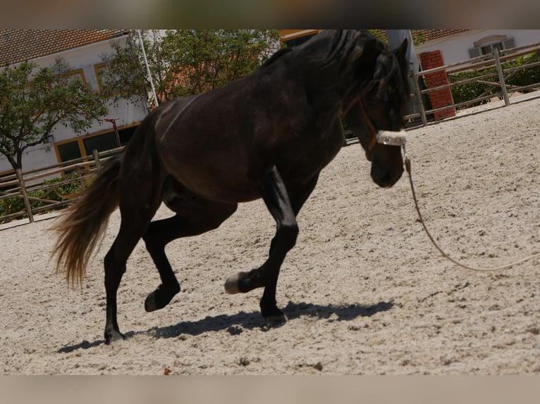 Lusitano Stallion 3 years 16,1 hh Gray-Dark-Tan in Golega