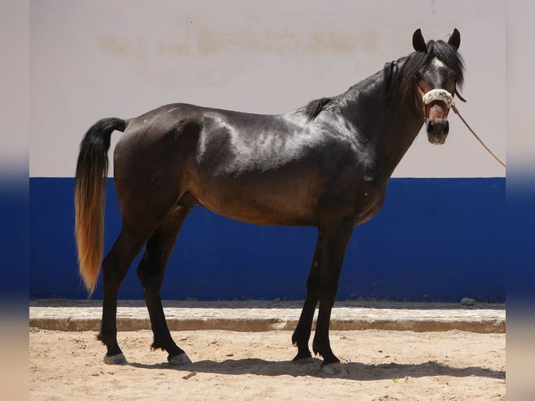 Lusitano Stallion 3 years 16,1 hh Gray-Dark-Tan in Golega
