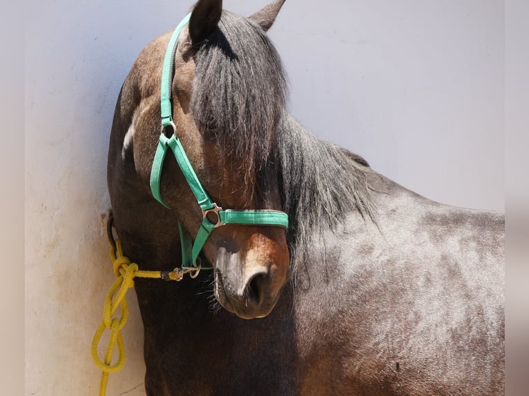 Lusitano Stallion 3 years 16,1 hh Gray-Dark-Tan in Golega