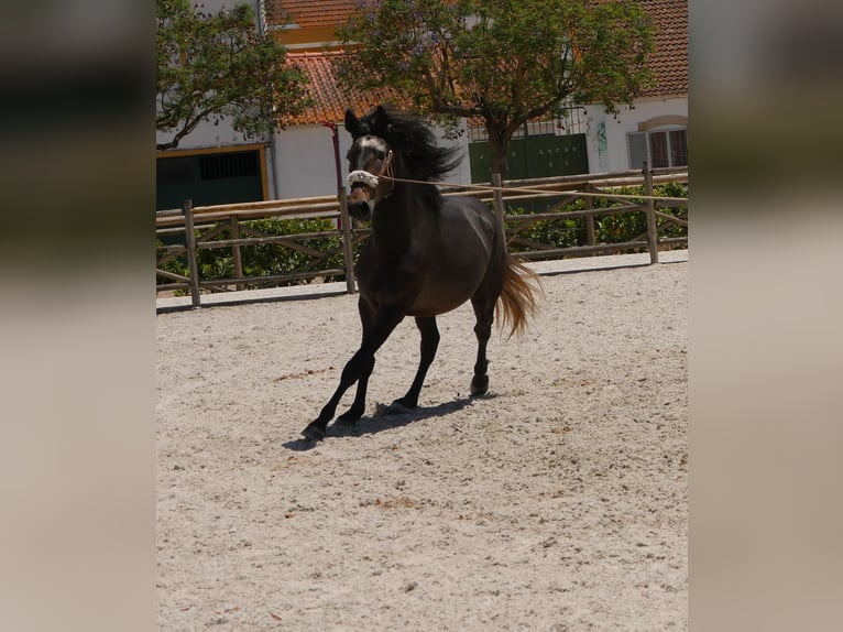 Lusitano Stallion 3 years 16,1 hh Gray-Dark-Tan in Golega