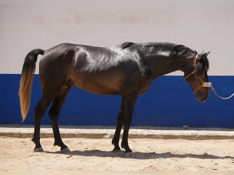 Lusitano Stallion 3 years 16,1 hh Gray-Dark-Tan in Golega