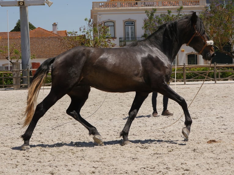 Lusitano Stallion 3 years 16,1 hh Gray-Dark-Tan in Golega