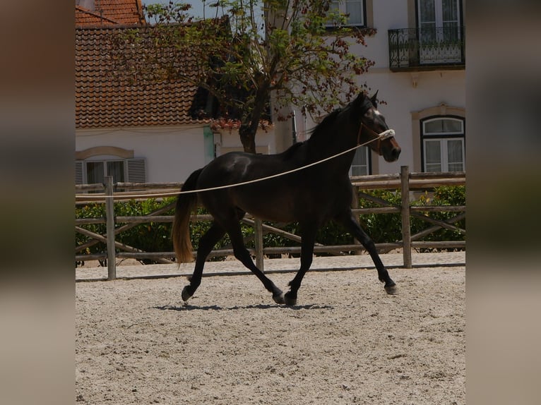 Lusitano Stallion 3 years 16,1 hh Gray-Dark-Tan in Golega