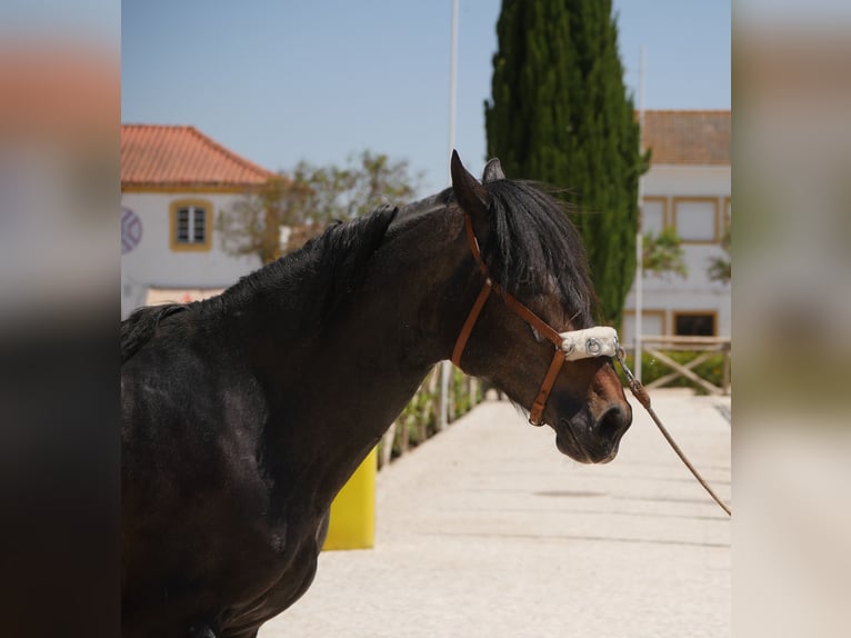 Lusitano Stallion 3 years 16,1 hh Gray-Dark-Tan in Golega
