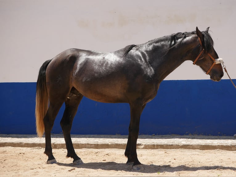 Lusitano Stallion 3 years 16,1 hh Gray-Dark-Tan in Golega
