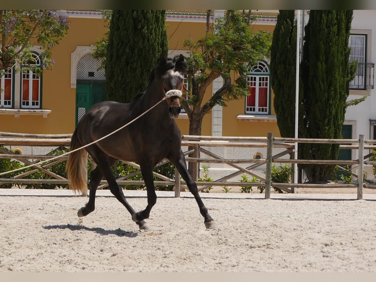 Lusitano Stallion 3 years 16,1 hh Gray-Dark-Tan in Golega