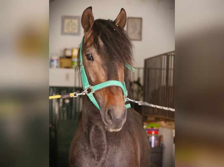 Lusitano Stallion 3 years 16,1 hh Gray-Dark-Tan in Golega