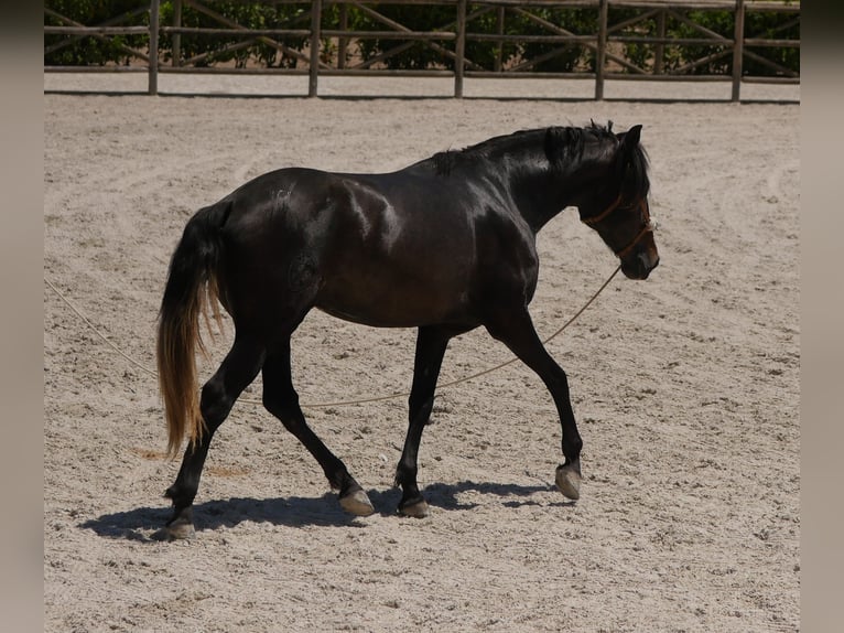 Lusitano Stallion 3 years 16,1 hh Gray-Dark-Tan in Golega