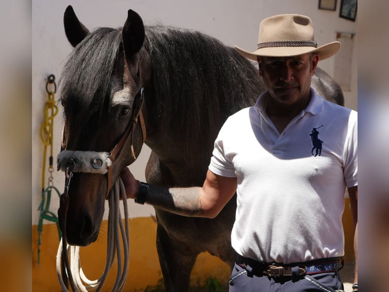 Lusitano Stallion 3 years 16,1 hh Gray-Dark-Tan in Golega