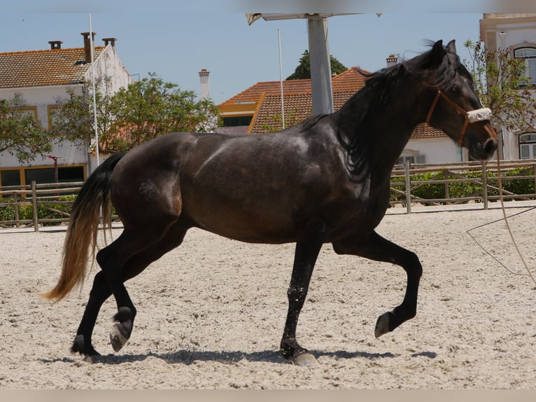 Lusitano Stallion 3 years 16,1 hh Gray-Dark-Tan in Golega
