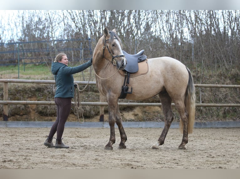 Lusitano Stallion 3 years 16,1 hh Grey in Postfeld