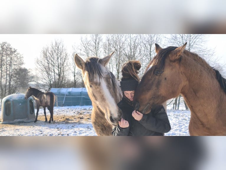 Lusitano Stallion 3 years 16,1 hh Grey in Postfeld