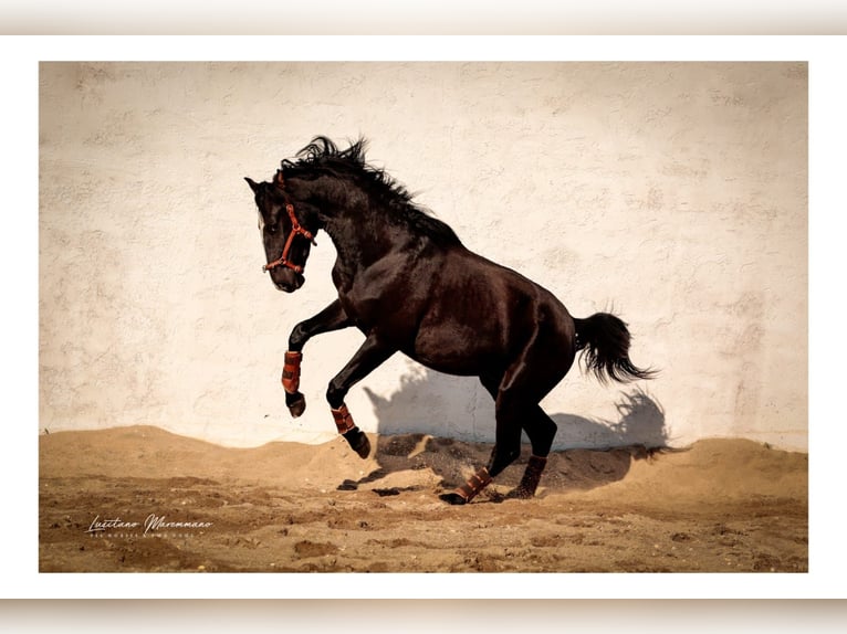 Lusitano Mix Stallion 3 years 16,2 hh Black in Rio Maior