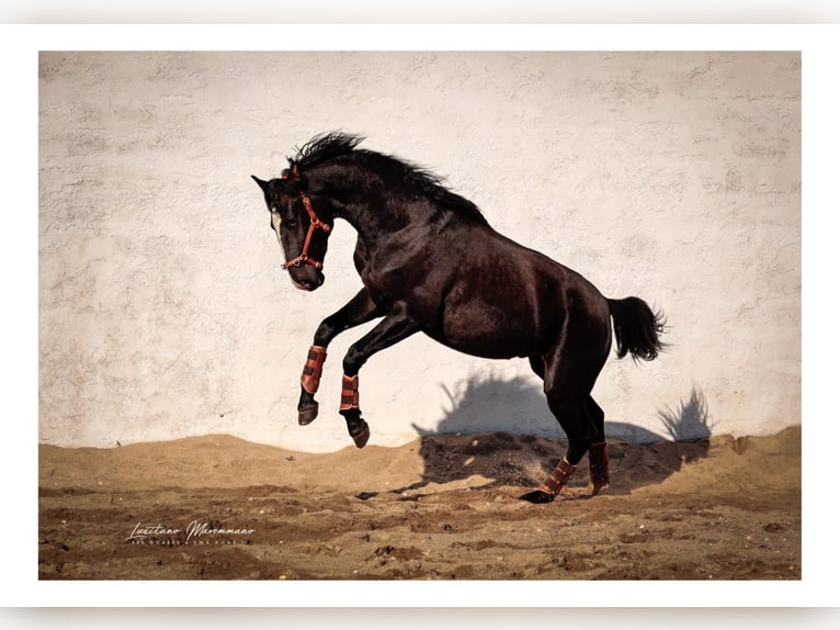Lusitano Mix Stallion 3 years 16,2 hh Black in Rio Maior