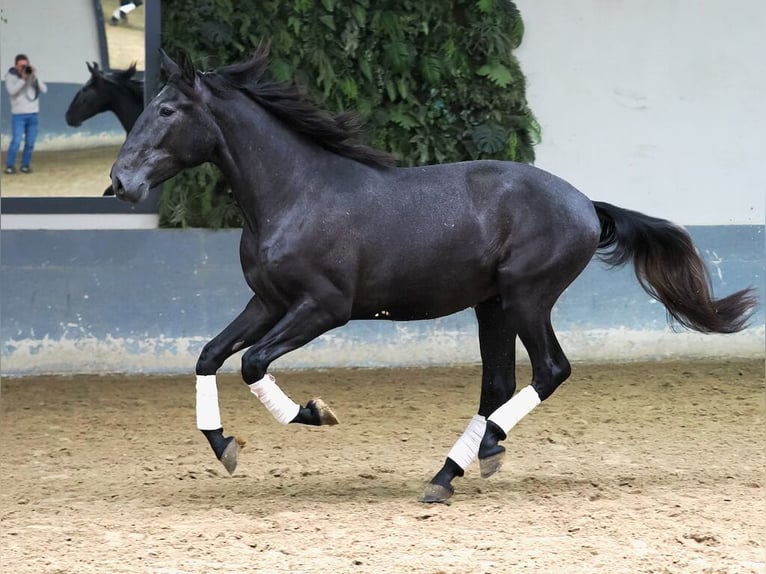 Lusitano Stallion 3 years 16,2 hh Grey in Navas Del Madro&#xF1;o