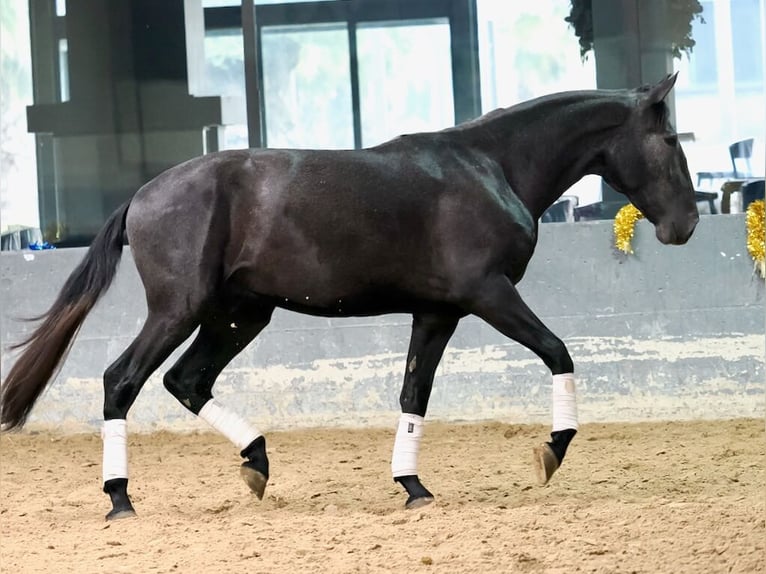 Lusitano Stallion 3 years 16,2 hh Grey in Navas Del Madro&#xF1;o