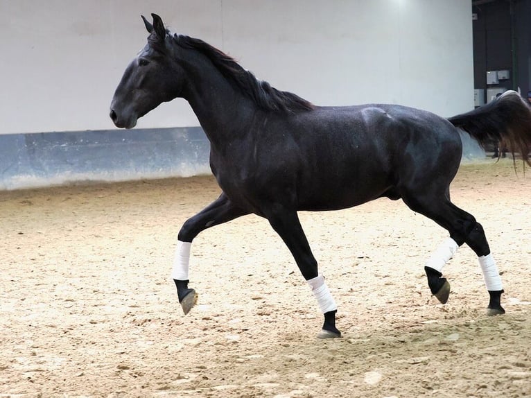 Lusitano Stallion 3 years 16,2 hh Grey in Navas Del Madro&#xF1;o