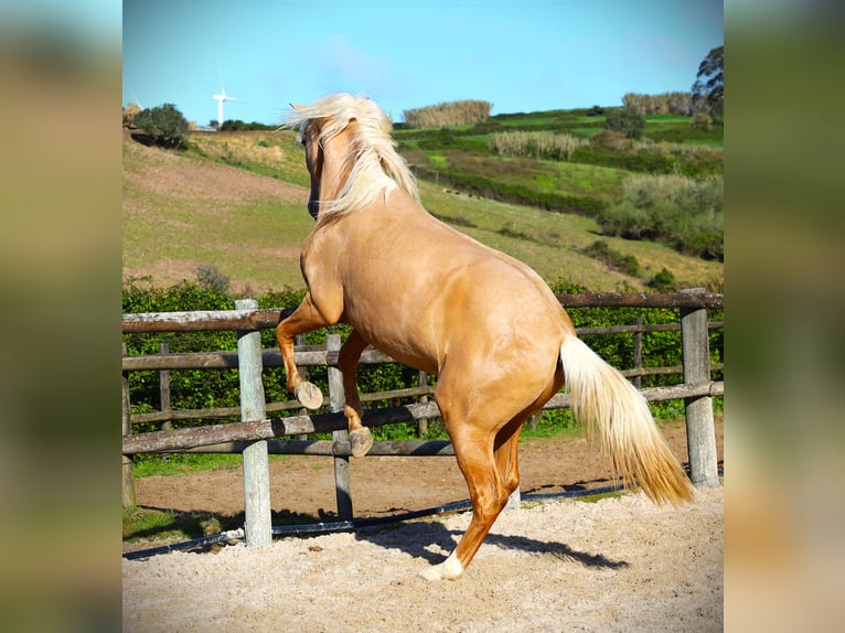 Lusitano Stallion 3 years 16,2 hh Palomino in Ribamar