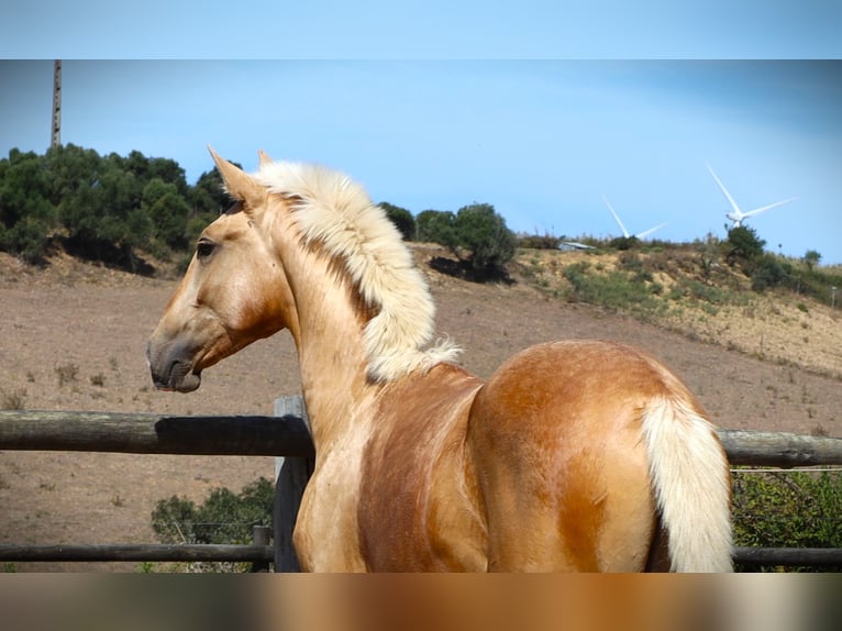 Lusitano Stallion 3 years 16,2 hh Palomino in Ribamar