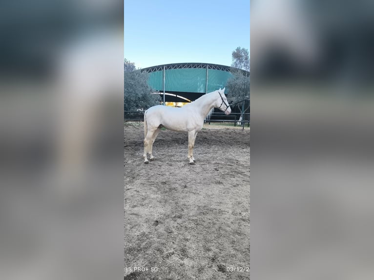 Lusitano Stallion 3 years 16,2 hh Palomino in La Puebla Del Rio