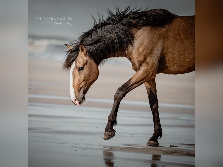 Lusitano Stallion 3 years 16,3 hh Buckskin in Rio Maior