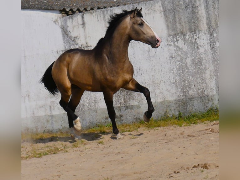 Lusitano Stallion 3 years 17 hh Dun in Goleg&#xE3;