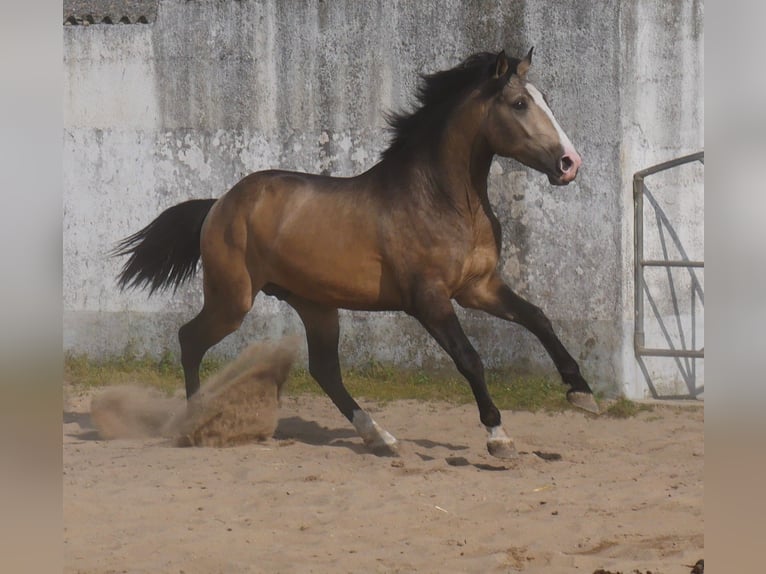 Lusitano Stallion 3 years 17 hh Dun in Goleg&#xE3;