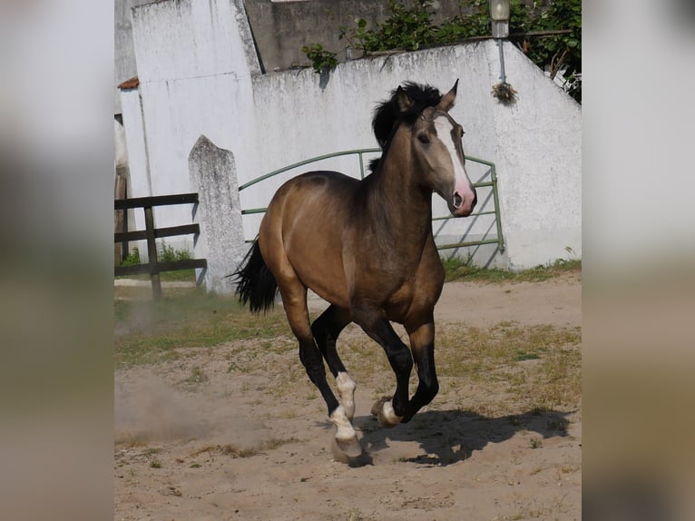 Lusitano Stallion 3 years 17 hh Dun in Goleg&#xE3;