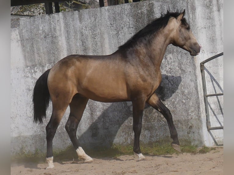 Lusitano Stallion 3 years 17 hh Dun in Goleg&#xE3;