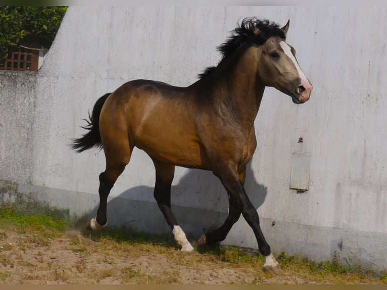Lusitano Stallion 3 years 17 hh Dun in Goleg&#xE3;