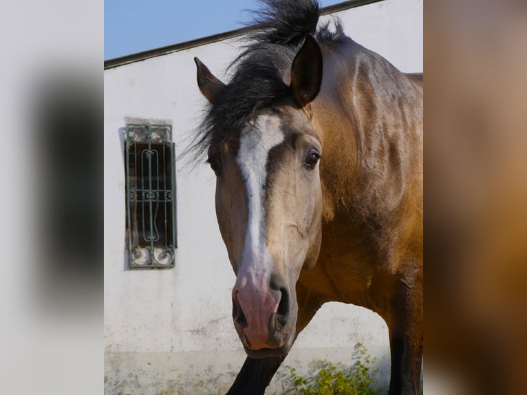 Lusitano Stallion 3 years 17 hh Dun in Goleg&#xE3;